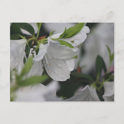 Bug op een Azalea Briefkaart (Voorkant)