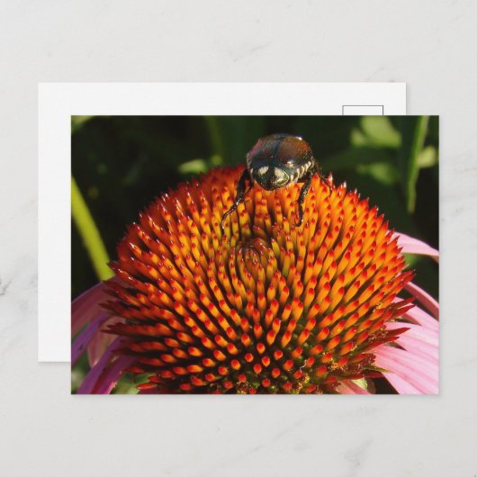 Bug op ventilator briefkaart (Voorkant / Achterkant)