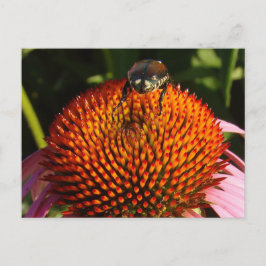 Bug op ventilator briefkaart