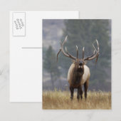 Bugelend Wapiti hert, Yellowstone NP, Wyoming 2 Briefkaart (Voorkant / Achterkant)