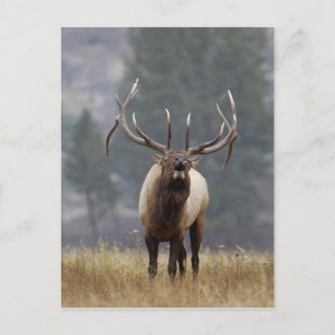 Bugelend Wapiti hert, Yellowstone NP, Wyoming 2 Briefkaart