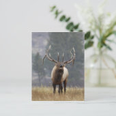 Bugelend Wapiti hert, Yellowstone NP, Wyoming 2 Briefkaart (Staand voorkant)
