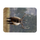 Bugelend Wapiti hert, Yellowstone NP, Wyoming 2 Magneet (Horizontaal)