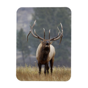 Bugelend Wapiti hert, Yellowstone NP, Wyoming 2 Magneet