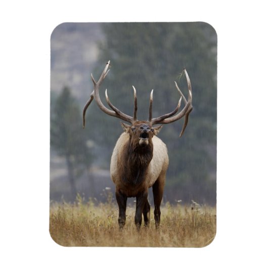 Bugelend Wapiti hert, Yellowstone NP, Wyoming 2 Magneet (Verticaal)