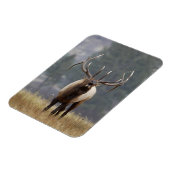 Bugelend Wapiti hert, Yellowstone NP, Wyoming 2 Magneet (Linkerzijde)