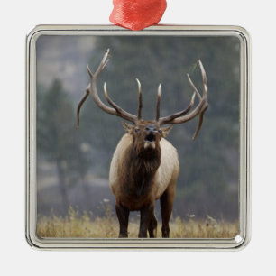 Bugelend Wapiti-hert, Yellowstone NP, Wyoming 2 Metalen Ornament