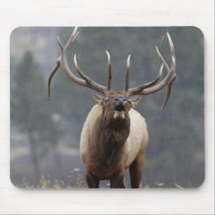 Bugelend Wapiti hert, Yellowstone NP, Wyoming 2 Muismat