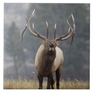 Bugelend Wapiti hert, Yellowstone NP, Wyoming 2 Tegeltje