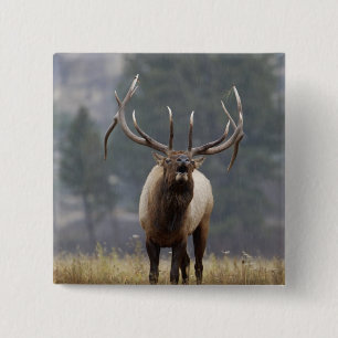 Bugelend Wapiti-hert, Yellowstone NP, Wyoming 2 Vierkante Button 5,1 Cm