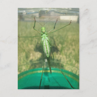 Buggy 1 - opgeleide brainfart briefkaart