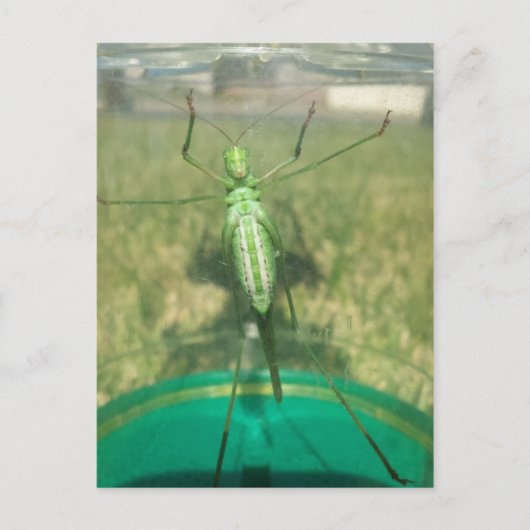 Buggy 1 - opgeleide brainfart briefkaart (Voorkant)