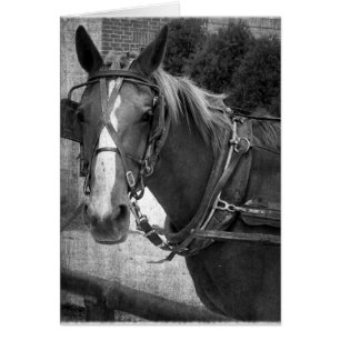 Buggy Horse bij Hitching Post