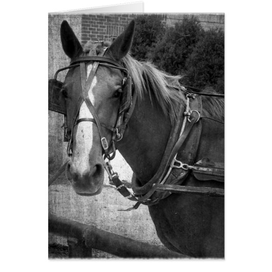 Buggy Horse bij Hitching Post (Voorkant)