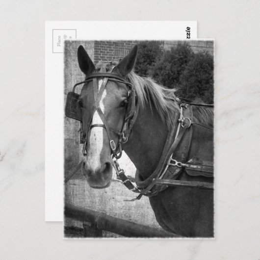 Buggy Horse bij Hitching Post Briefkaart (Voorkant / Achterkant)