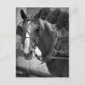 Buggy Horse bij Hitching Post Briefkaart (Voorkant)