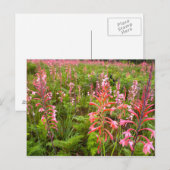 Buglelelie (Watsonia) Bloem, Oost-Kaap Briefkaart (Voorkant / Achterkant)