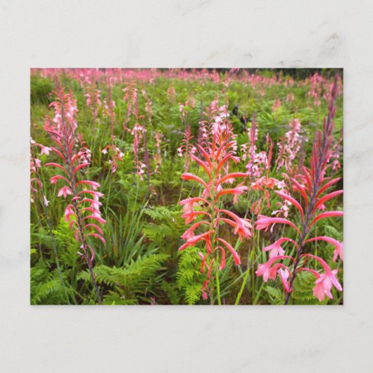 Buglelelie (Watsonia) Bloem, Oost-Kaap Briefkaart (Voorkant)