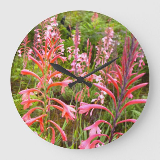 Buglelelie (Watsonia) Bloem, Oost-Kaap Grote Klok (Voorkant)