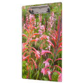 Buglelelie (Watsonia) Bloem, Oost-Kaap Klembord (Links)