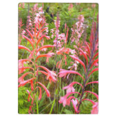 Buglelelie (Watsonia) Bloem, Oost-Kaap Klembord (Achterkant)