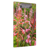 Buglelelie (Watsonia) Bloem, Oost-Kaap Klembord (Rechts)
