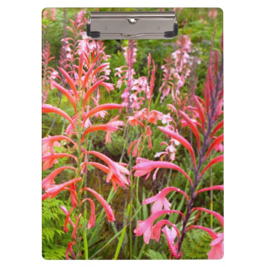 Buglelelie (Watsonia) Bloem, Oost-Kaap Klembord (Voorkant)