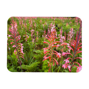 Buglelelie (Watsonia) Bloem, Oost-Kaap Magneet