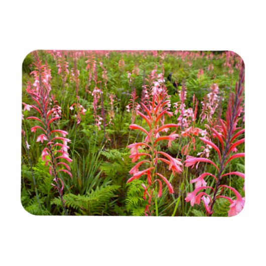 Buglelelie (Watsonia) Bloem, Oost-Kaap Magneet (Horizontaal)