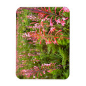 Buglelelie (Watsonia) Bloem, Oost-Kaap Magneet (Verticaal)