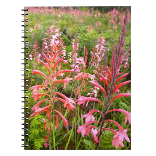 Buglelelie (Watsonia) Bloem, Oost-Kaap Notitieboek (Voorkant)