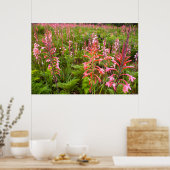 Buglelelie (Watsonia) Bloem, Oost-Kaap Poster (Keuken)