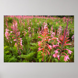Buglelelie (Watsonia) Bloem, Oost-Kaap Poster