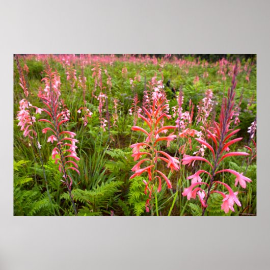 Buglelelie (Watsonia) Bloem, Oost-Kaap Poster (Voorkant)