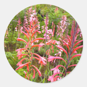 Buglelelie (Watsonia) Bloem, Oost-Kaap Ronde Sticker
