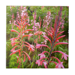 Buglelelie (Watsonia) Bloem, Oost-Kaap Tegeltje