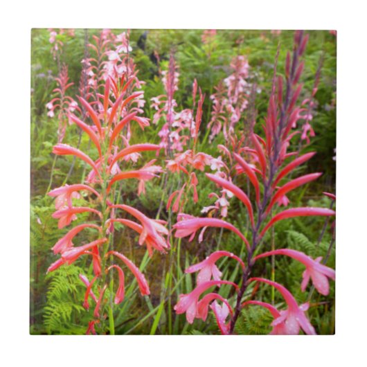 Buglelelie (Watsonia) Bloem, Oost-Kaap Tegeltje (Voorkant)