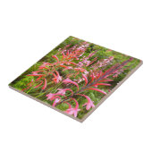 Buglelelie (Watsonia) Bloem, Oost-Kaap Tegeltje (Zijkant)
