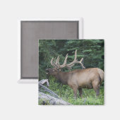 Bugling elk in Banff National Park, Canada. Magneet (Voorkant / Achterkant)