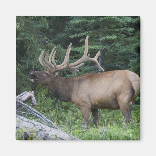 Bugling elk in Banff National Park, Canada. Magneet (Voorkant)