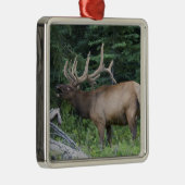 Bugling elk in Banff National Park, Canada. Metalen Ornament (Rechts)