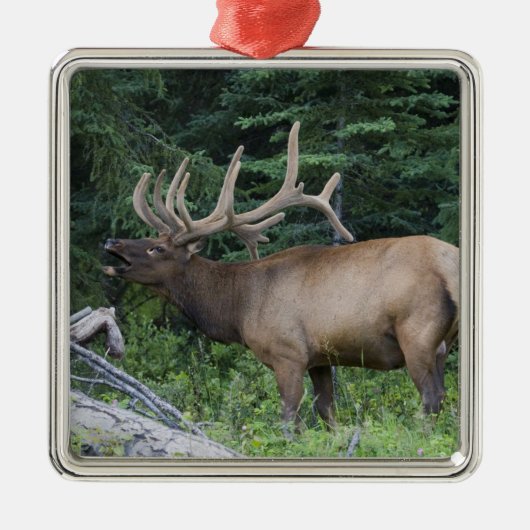 Bugling elk in Banff National Park, Canada. Metalen Ornament (Voorkant)