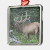 Bugling elk in Banff National Park, Canada. Metalen Ornament (Links)