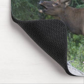 Bugling elk in Banff National Park, Canada. Muismat (Hoek)