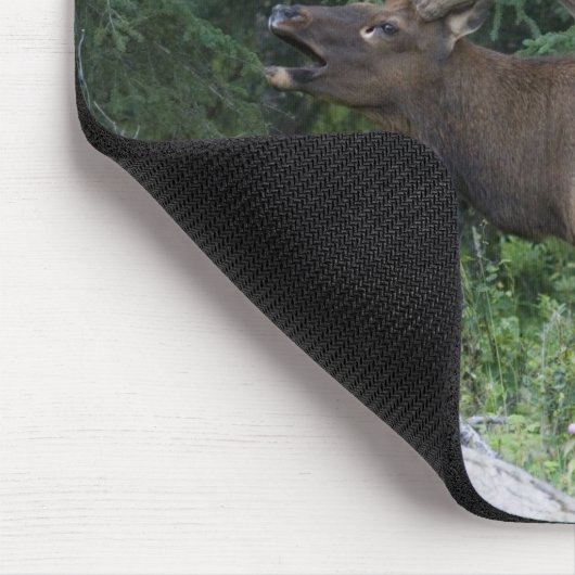 Bugling elk in Banff National Park, Canada. Muismat (Hoek)