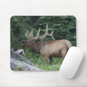 Bugling elk in Banff National Park, Canada. Muismat (Met muis)