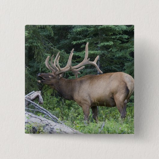 Bugling elk in Banff National Park, Canada. Vierkante Button 5,1 Cm (Voorkant)
