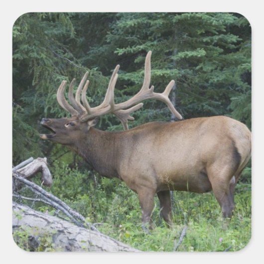 Bugling elk in Banff National Park, Canada. Vierkante Sticker (Voorkant)