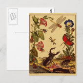 Bugs 1764 briefkaart (Voorkant / Achterkant)