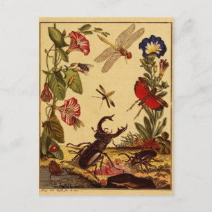 Bugs 1764 briefkaart